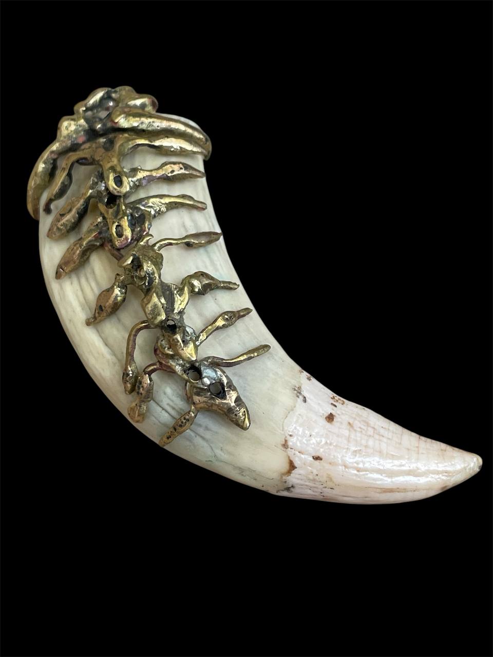 Sea lion tooth organic design - Image 4