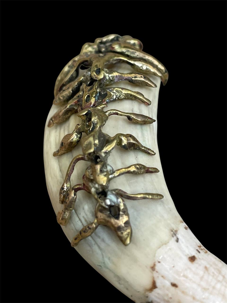 Sea lion tooth organic design - Image 2